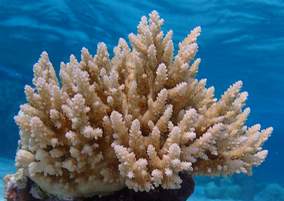 h2o-coral-snorkeling