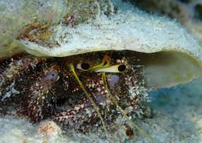 h2o-diving-hermit-crab