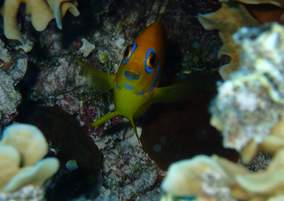h2o-snorkeling-coral-fish